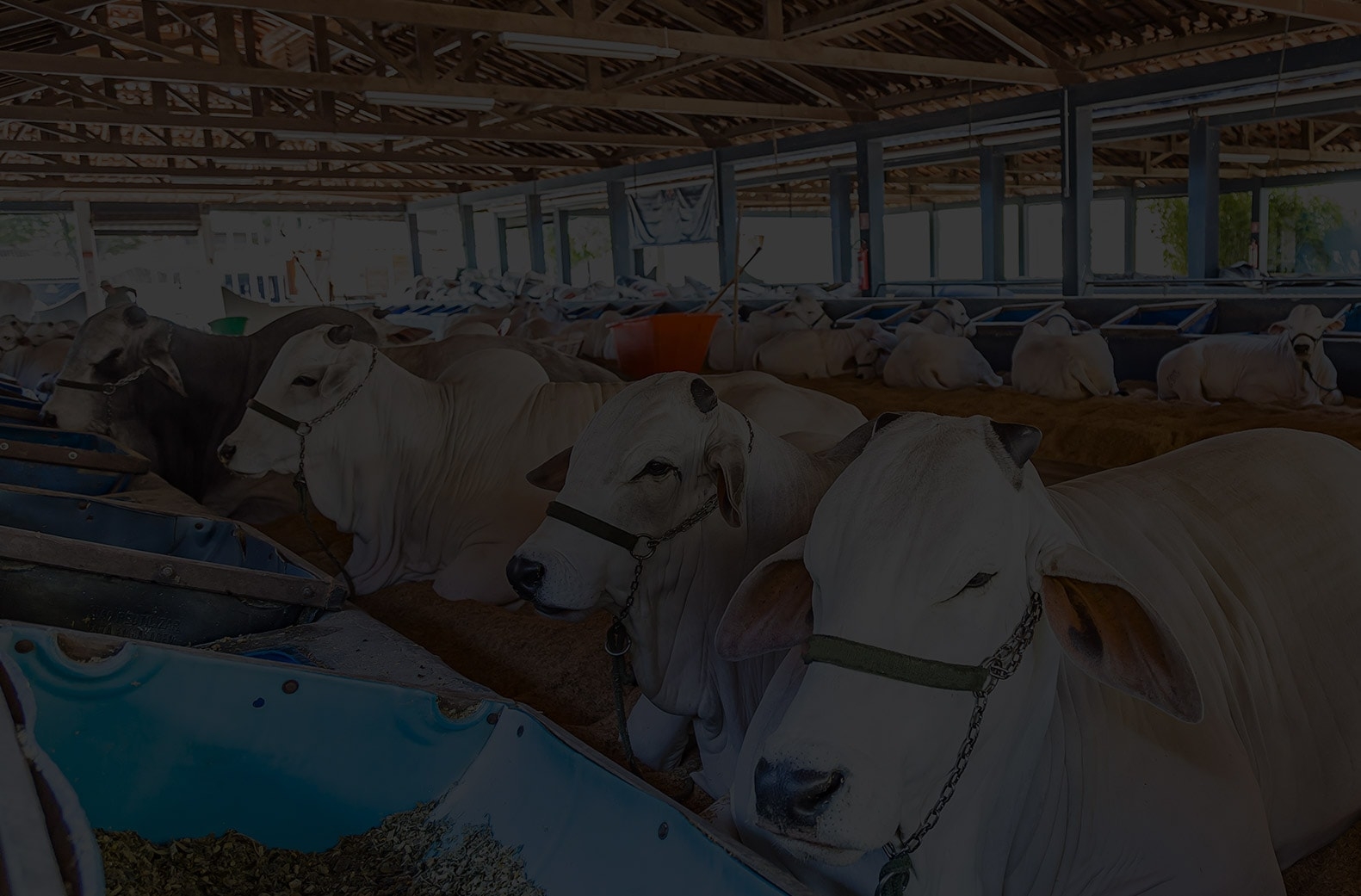 Indústria de Frigoríficos