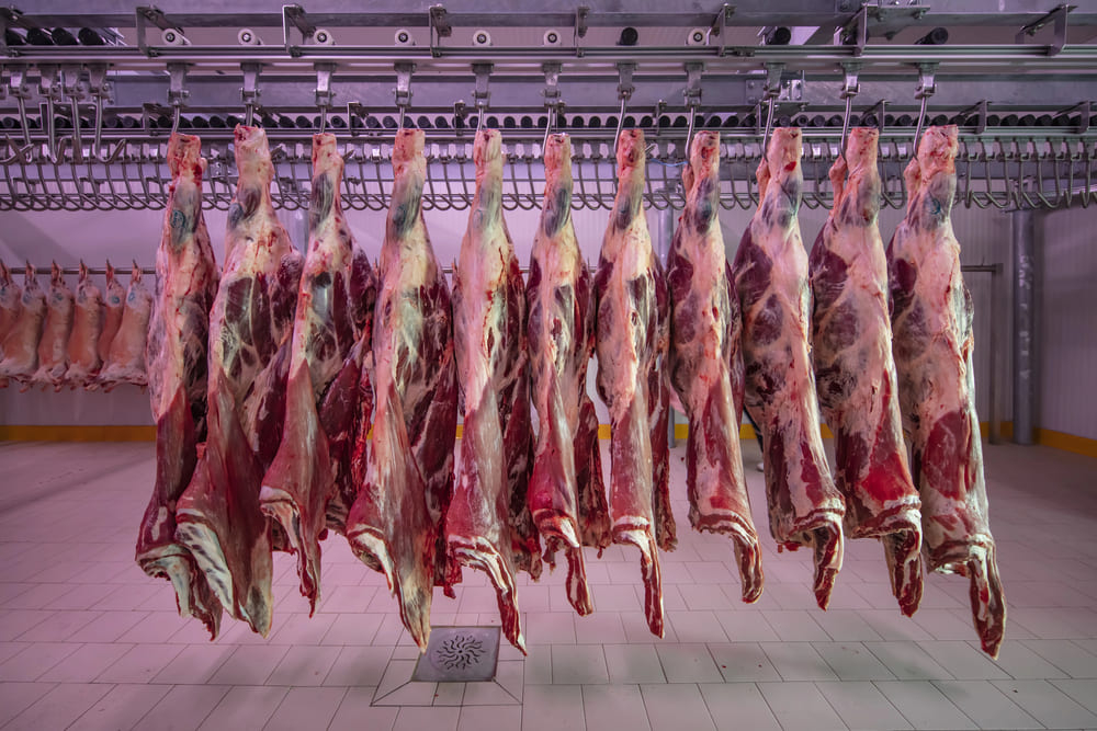 Business Intelligence aplicado ao frigorífico - controle, velocidade e resultado