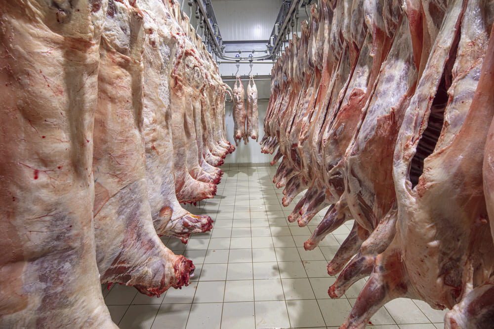 Seu frigorífico está preparado para os desafios do mercado? Descubra como a automação pode aumentar seus lucros