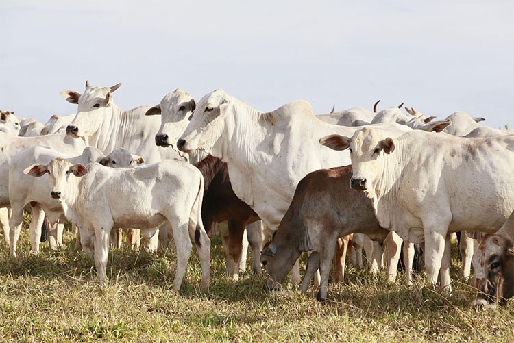 A importância e benefícios da rastreabilidade bovina na gestão de frigorífico 