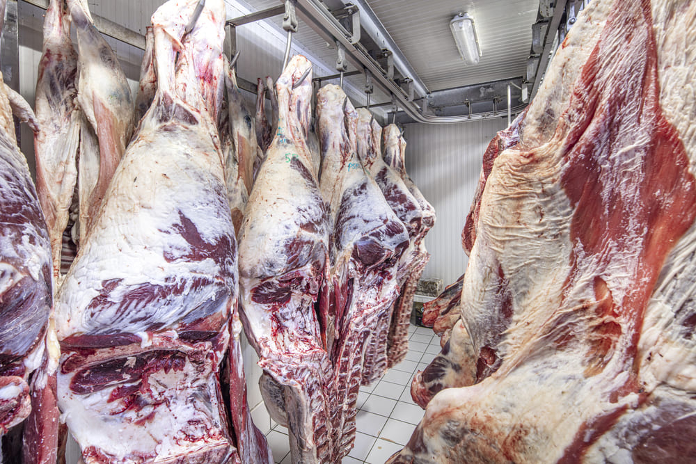 Alta produção com o custo reduzido: Saiba como melhorar seus resultados no sistema frigorífico